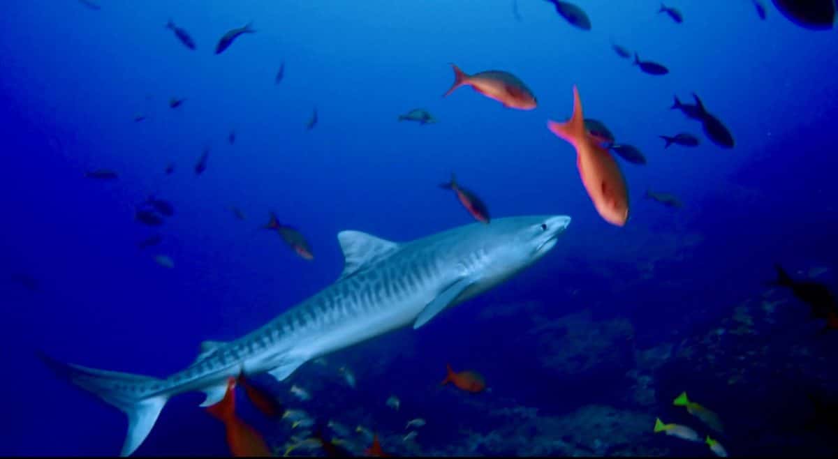 Sea of Cortez - Tiger Shark