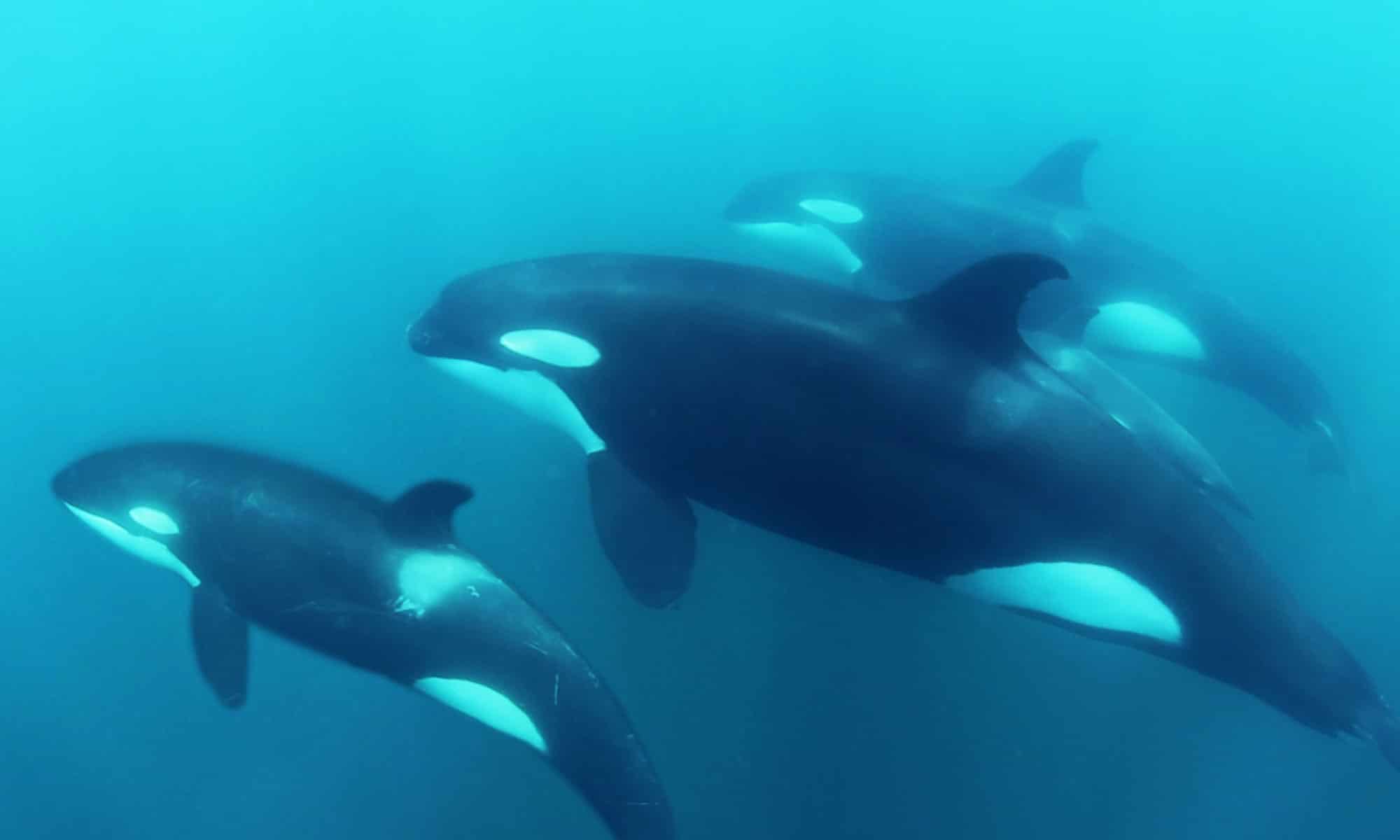 baby orca whale alone