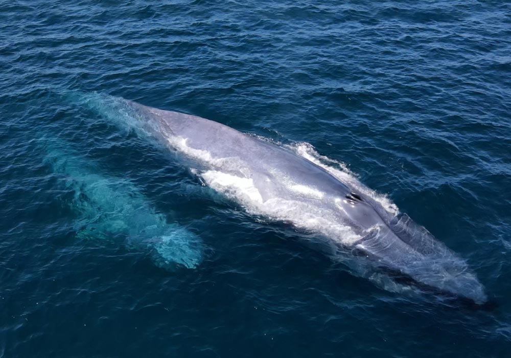 Blue Whale, mom and calf - © David Serradell