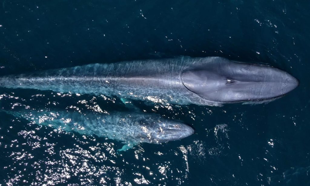Blue Whales, Baja California