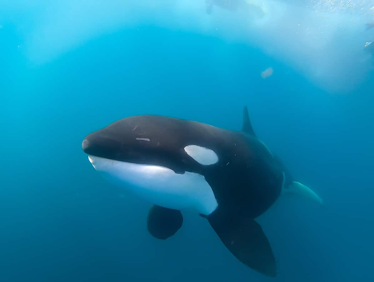 What We Know About Killer Whales’ Diet in the Sea of Cortez