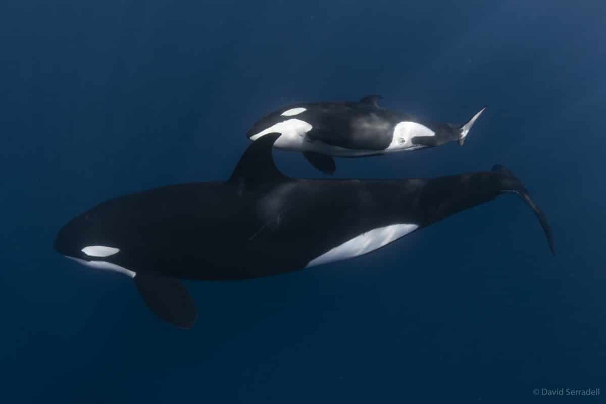 Underwater with One of the Most Iconic Orca Families of the Population Found in Baja