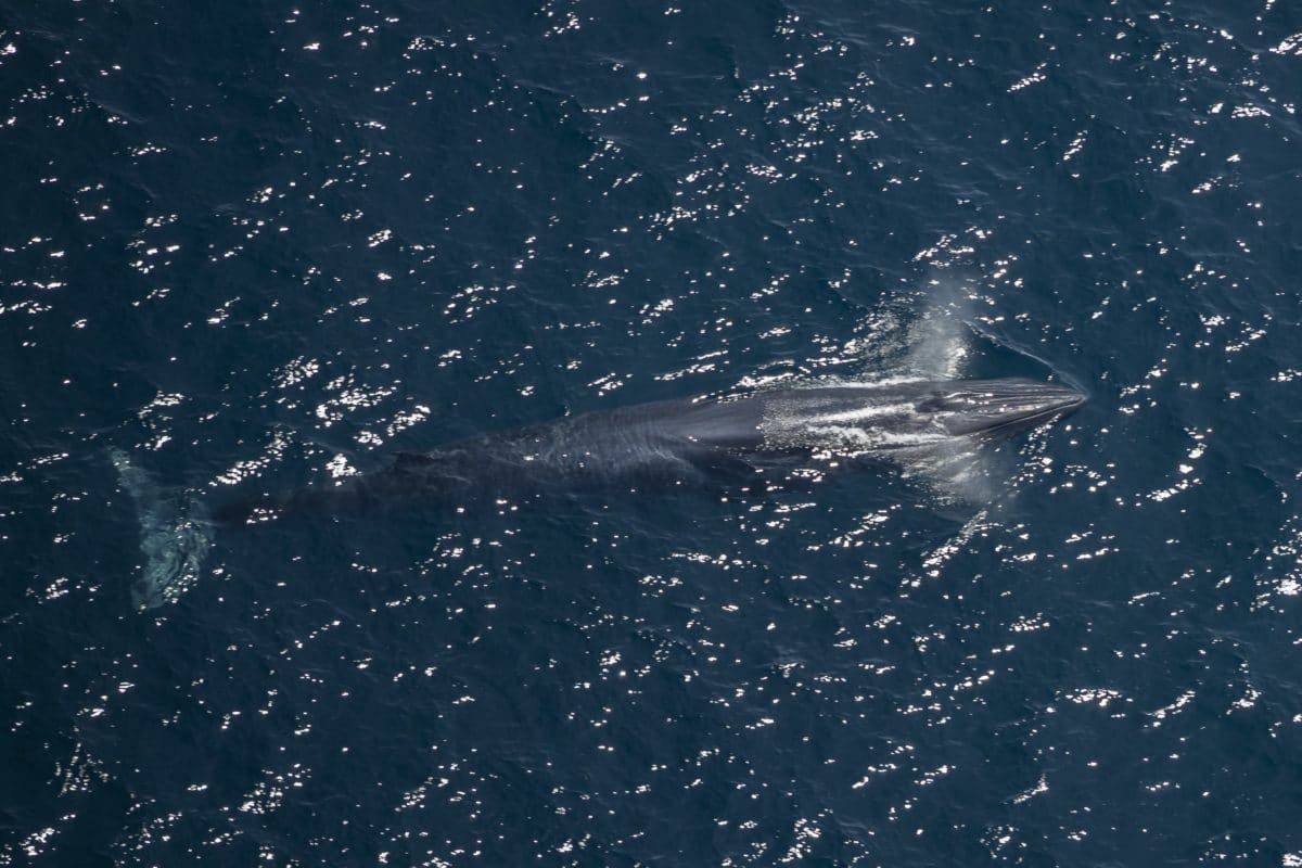 Baja California Tours - Whale