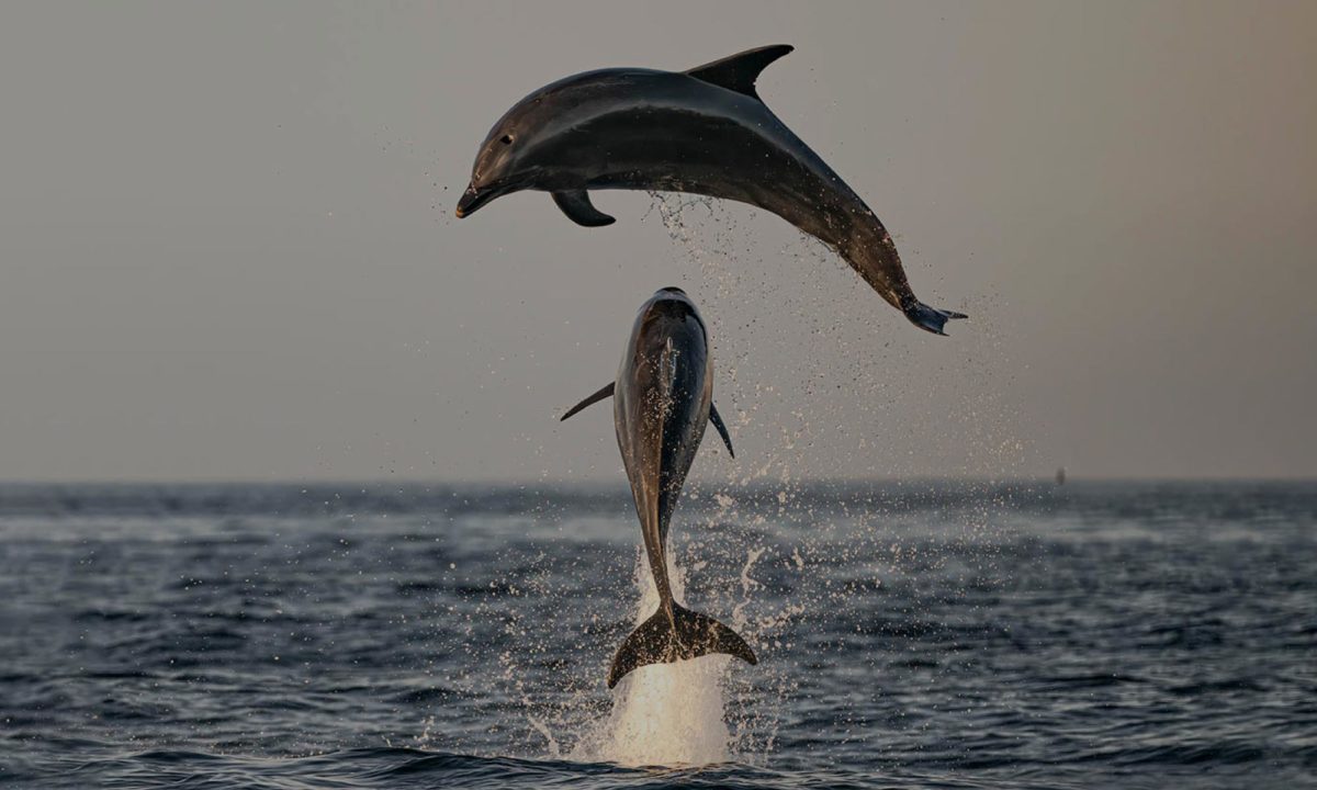 Pod of Dolphins at Sea of Cortez