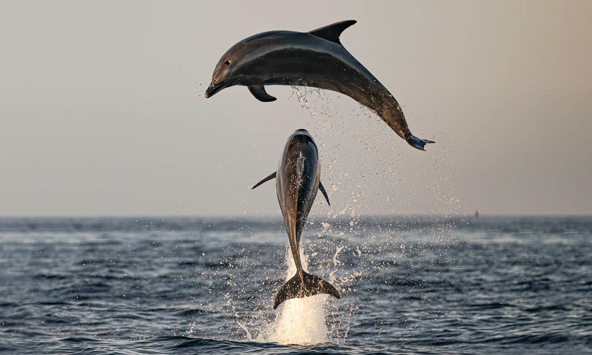 Sea of Cortez Adventure Tours - Dolphins Jump