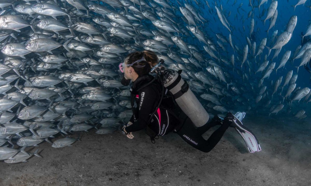 See What a New Diver Thought of Their Sea of Cortez Revenge Trip