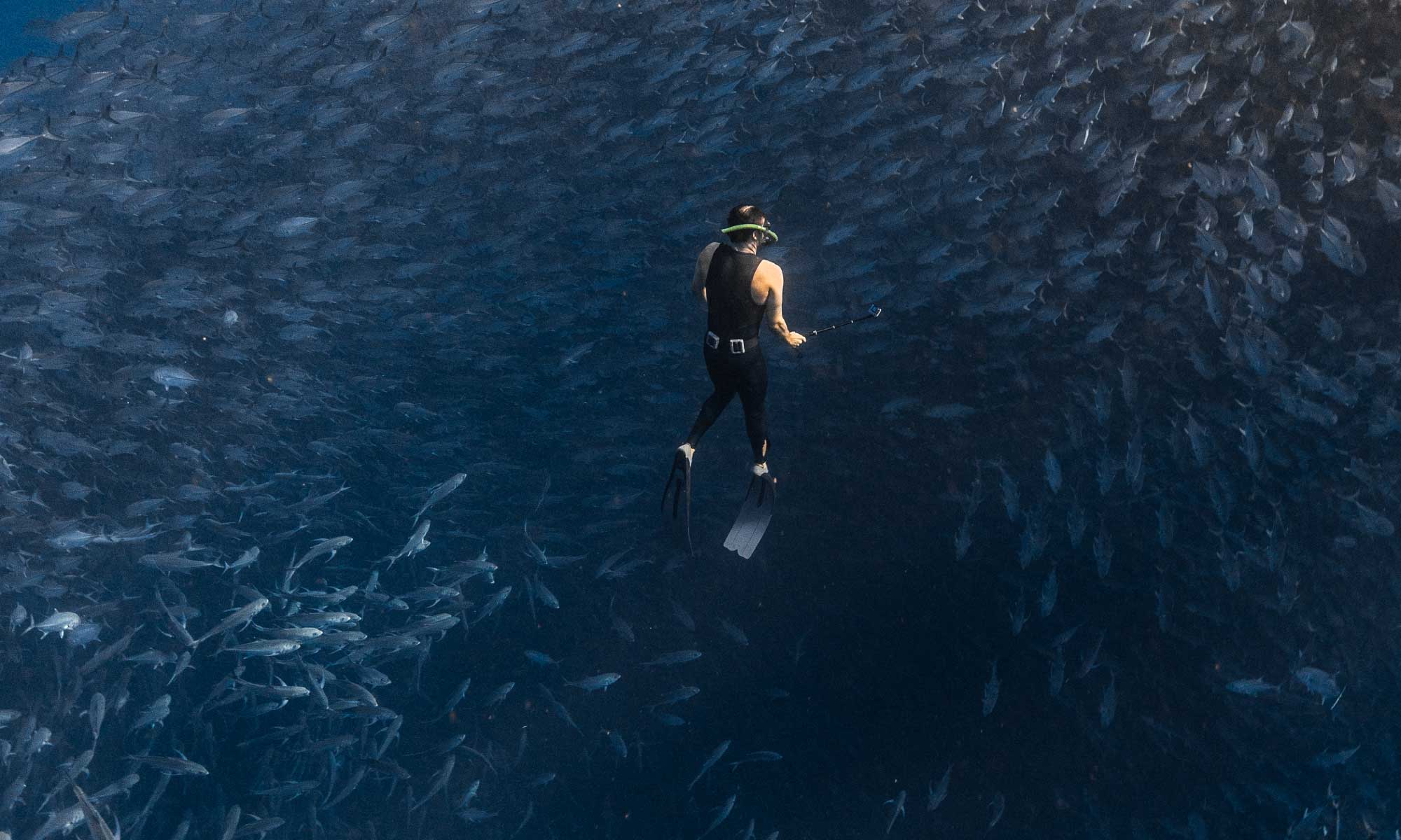 Sea of Cortez Tpurs - Diver & Tornado Fish