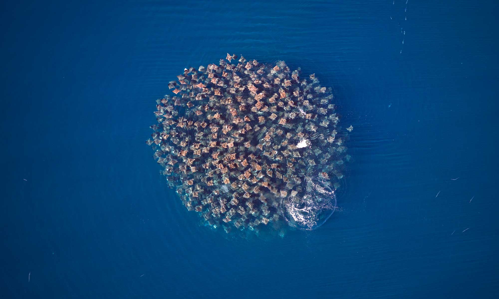 Sea of Cortez Tours - Mobulas Spotter