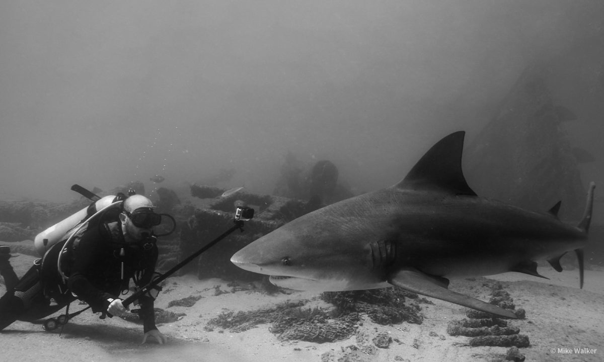 Sea of Cortez Tours - Diver & Shark