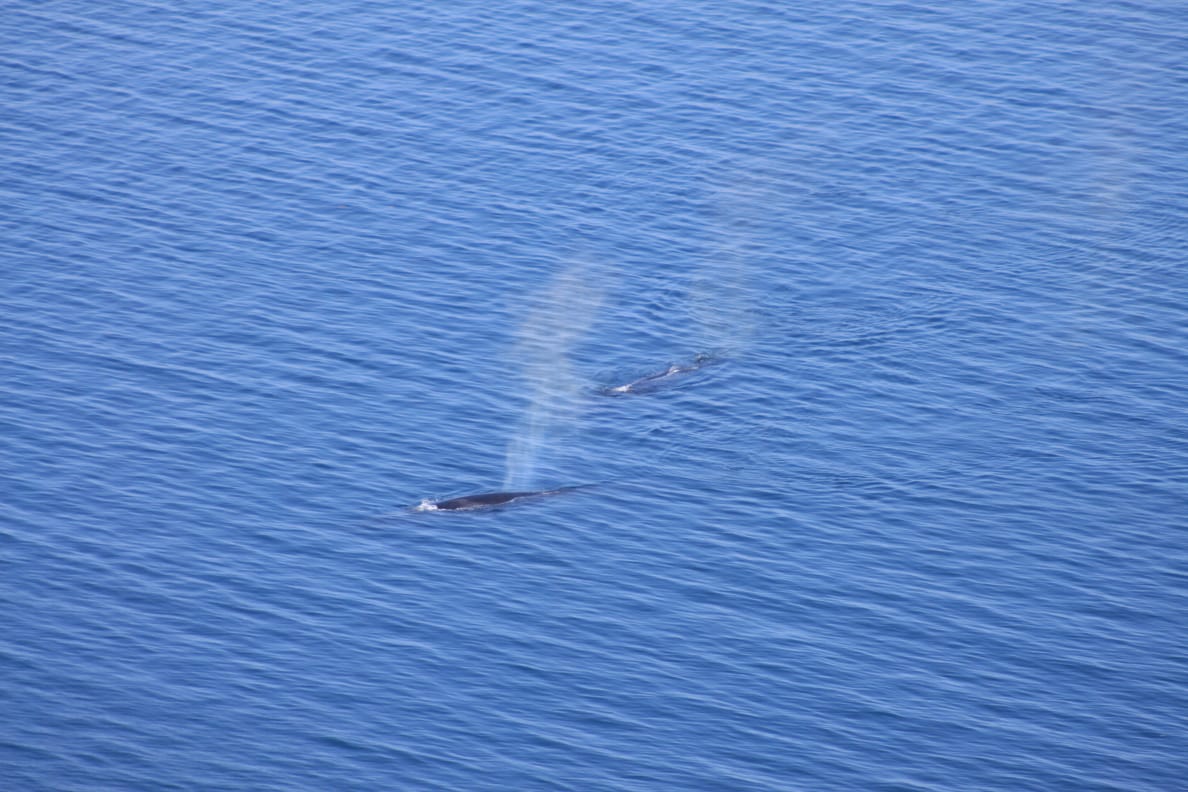 Sea of Cortez Tours - Blue Whales