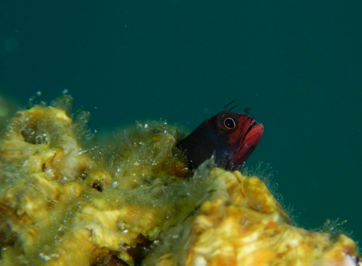 Diving Sea of Cortez - Blennies