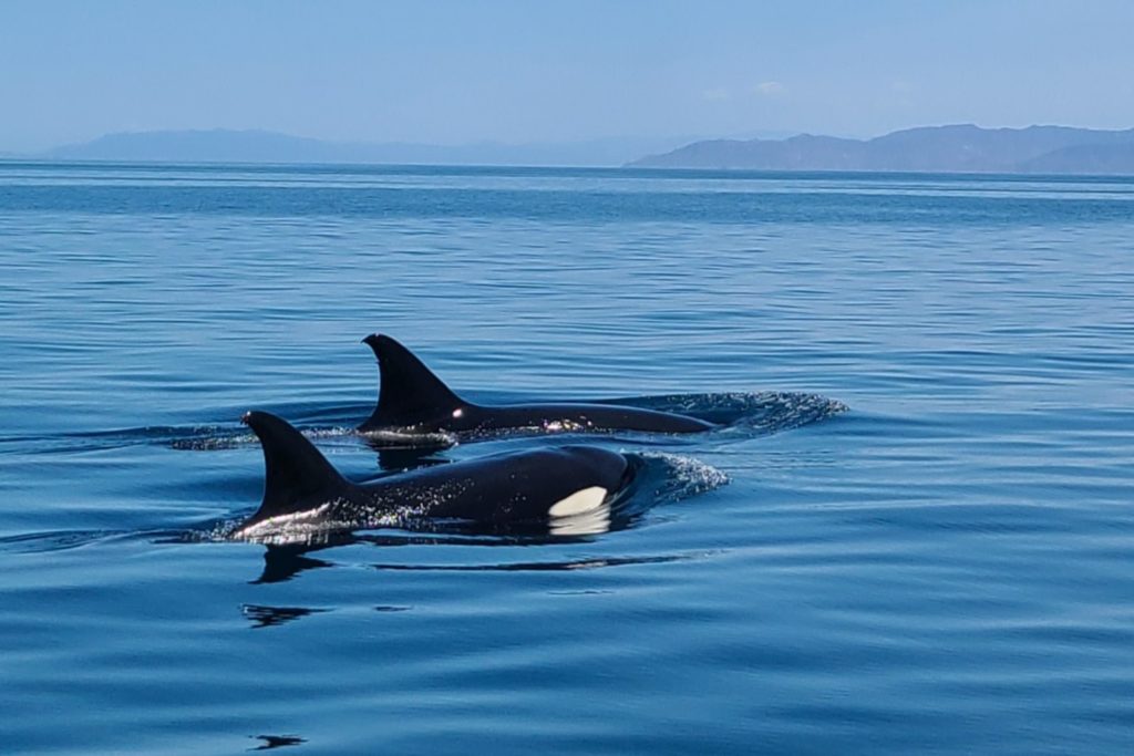 Orcas at the surface in the Sea of Cortez