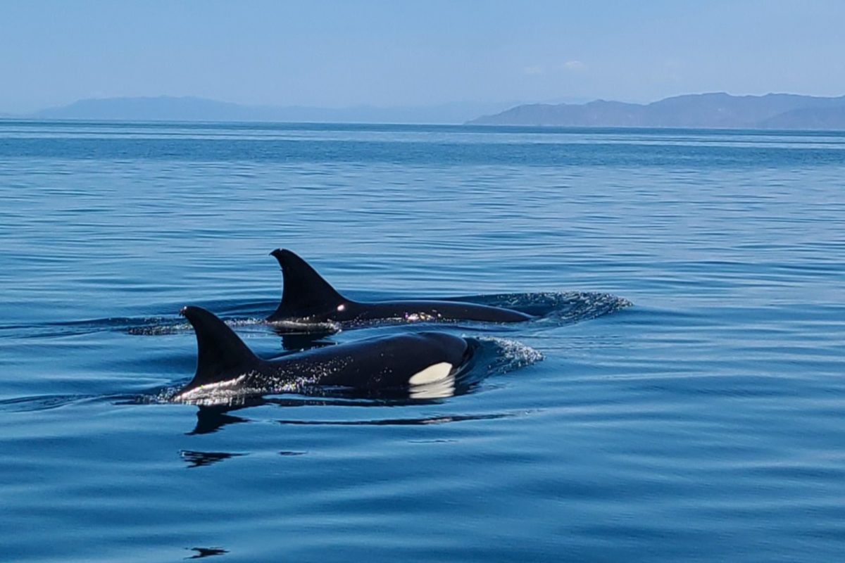Close Encounters with the Orcas – First-Hand Experience of Miao Wang