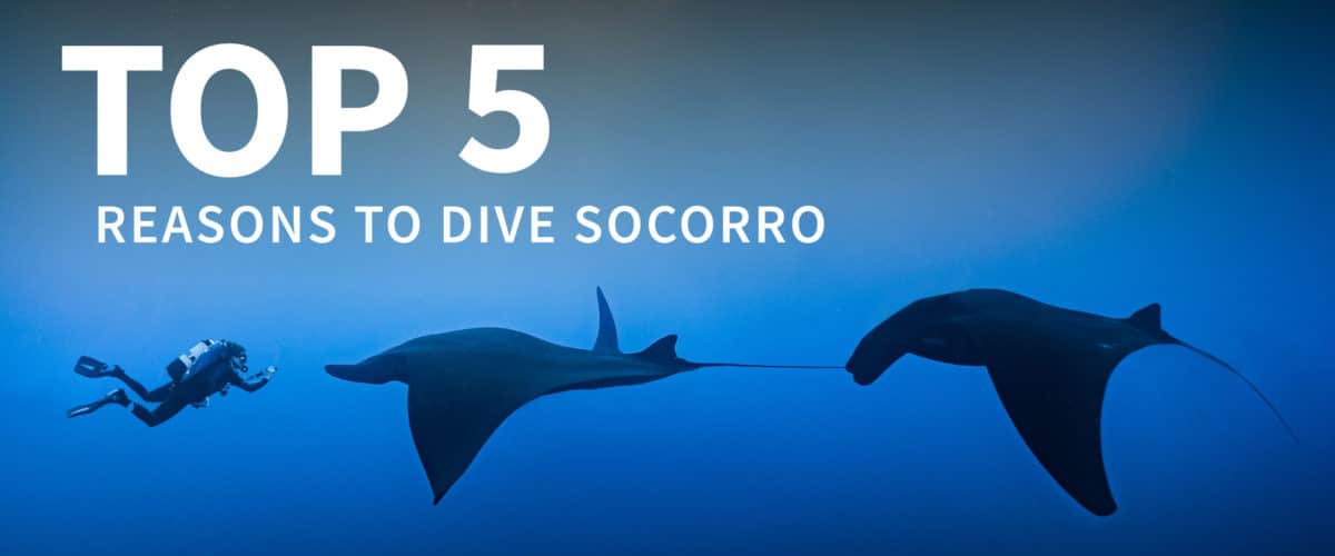 Top 5 Reasons to Dive Socorro This October & November
