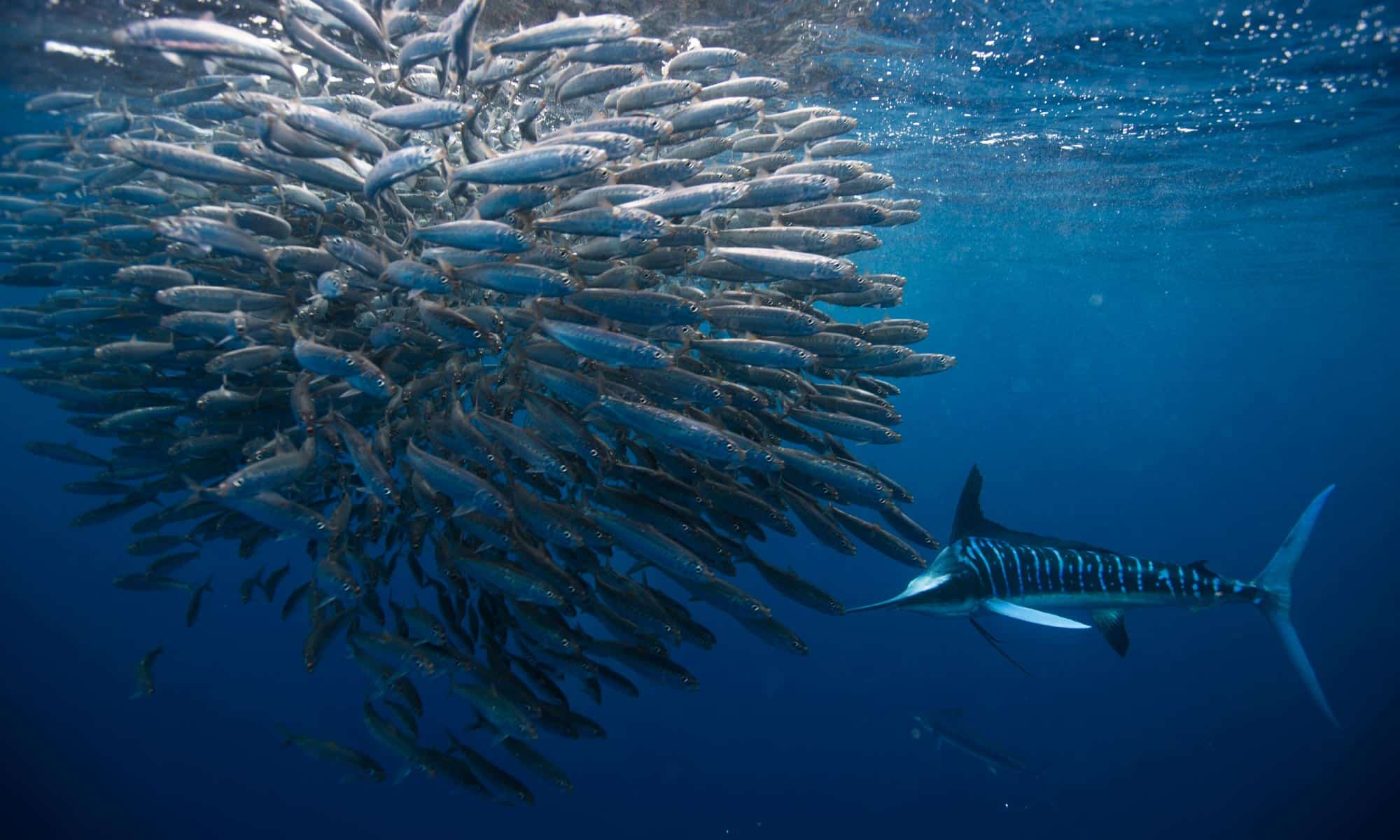 Five Great Places to Dive with Large Schools of Fish and Bait Balls