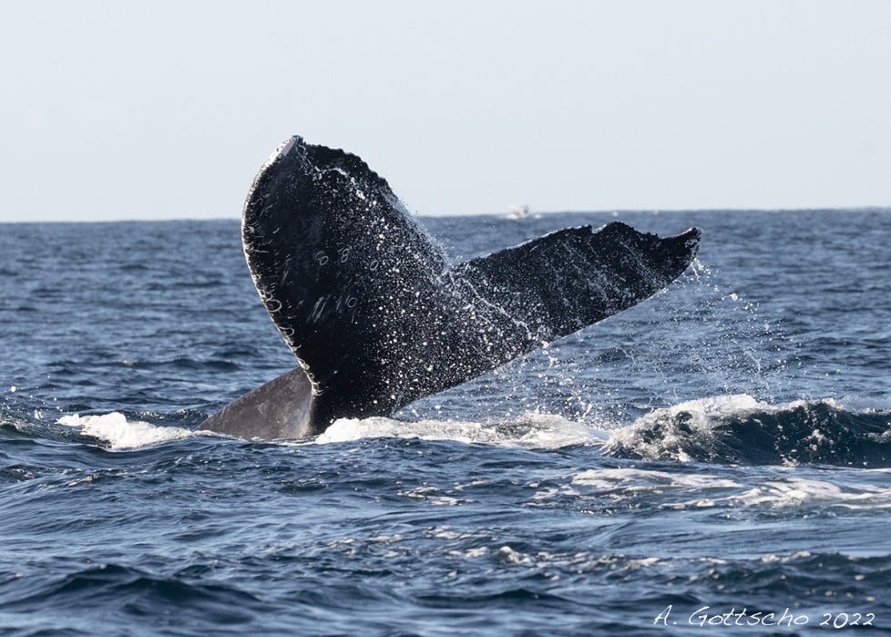 Baja Ultimate Whales: A Great Trip