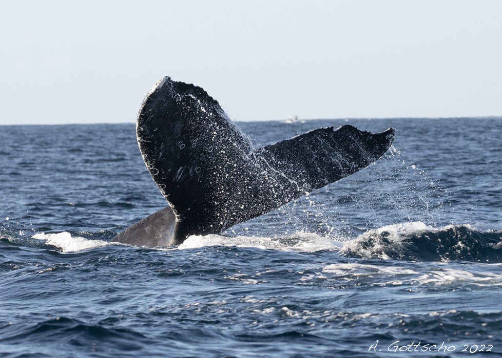 Sea of Cortez -Humpback