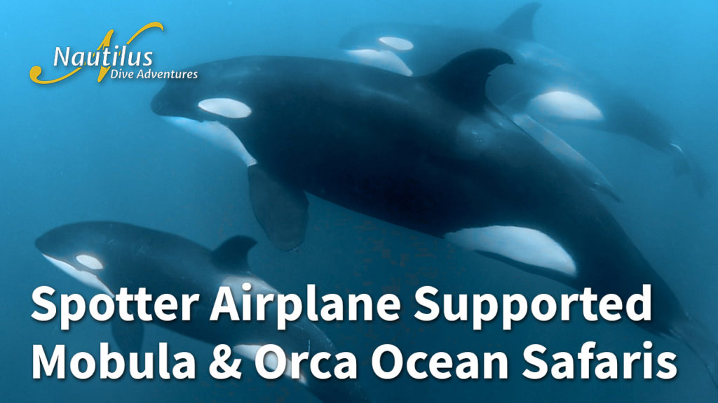 Spotter Airplane Supported Mobula & Orca Ocean Safaris