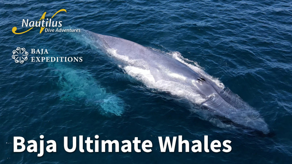 Baja ultimate whales