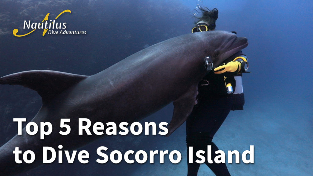 Top 5 Reasons to Dive Socorro Island