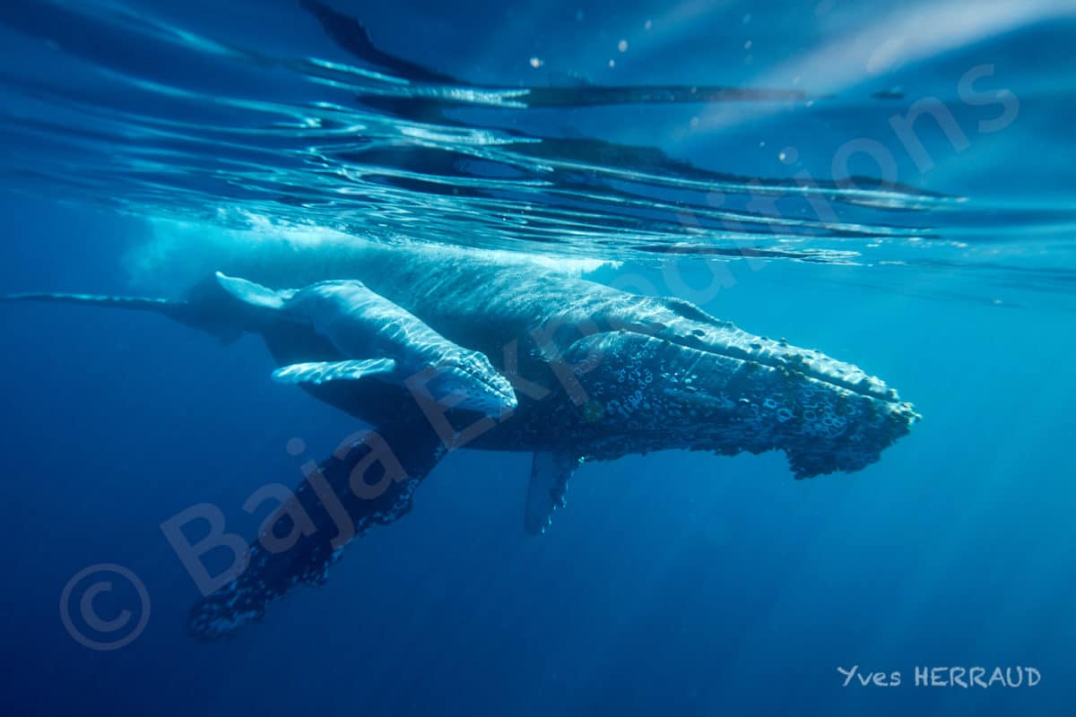 Whales have started to return to La Baja