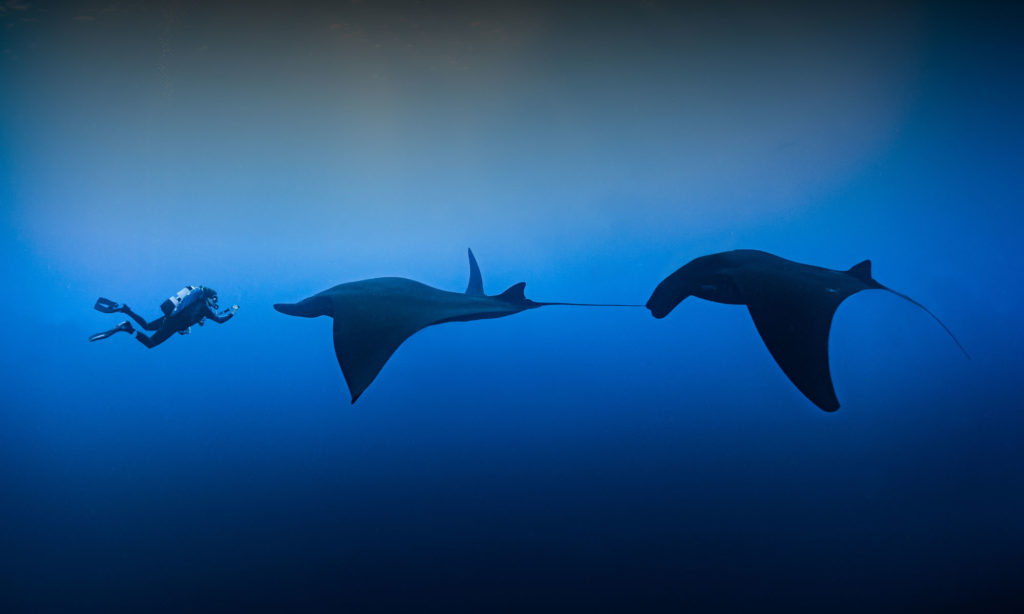 Socorro Island - Mantas