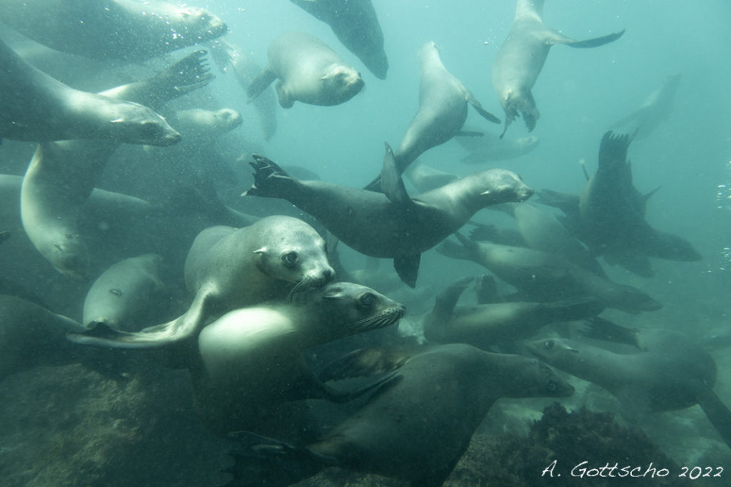 sea lions