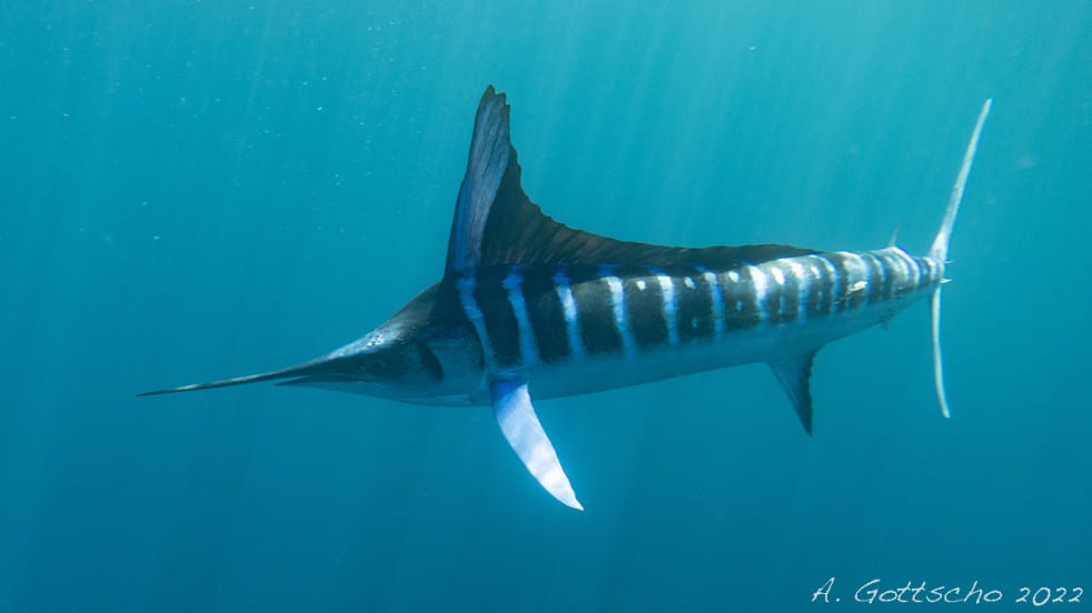 Diving in the Sea of Cortez - Striped Marlin