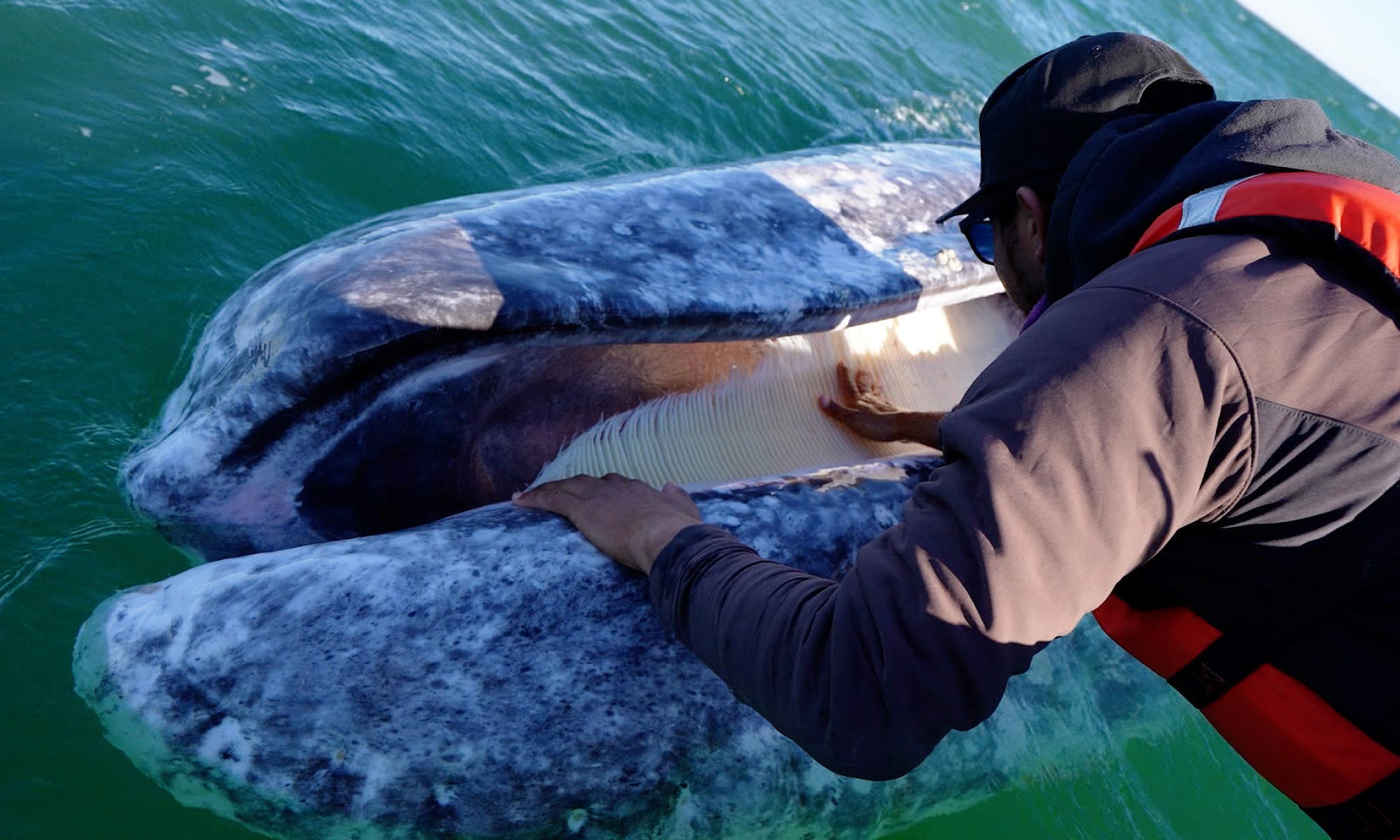 San Ignacio Lagoon- Whale Baleen