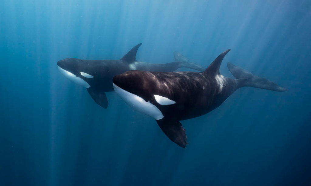 Orcas in the Sea of Cortez