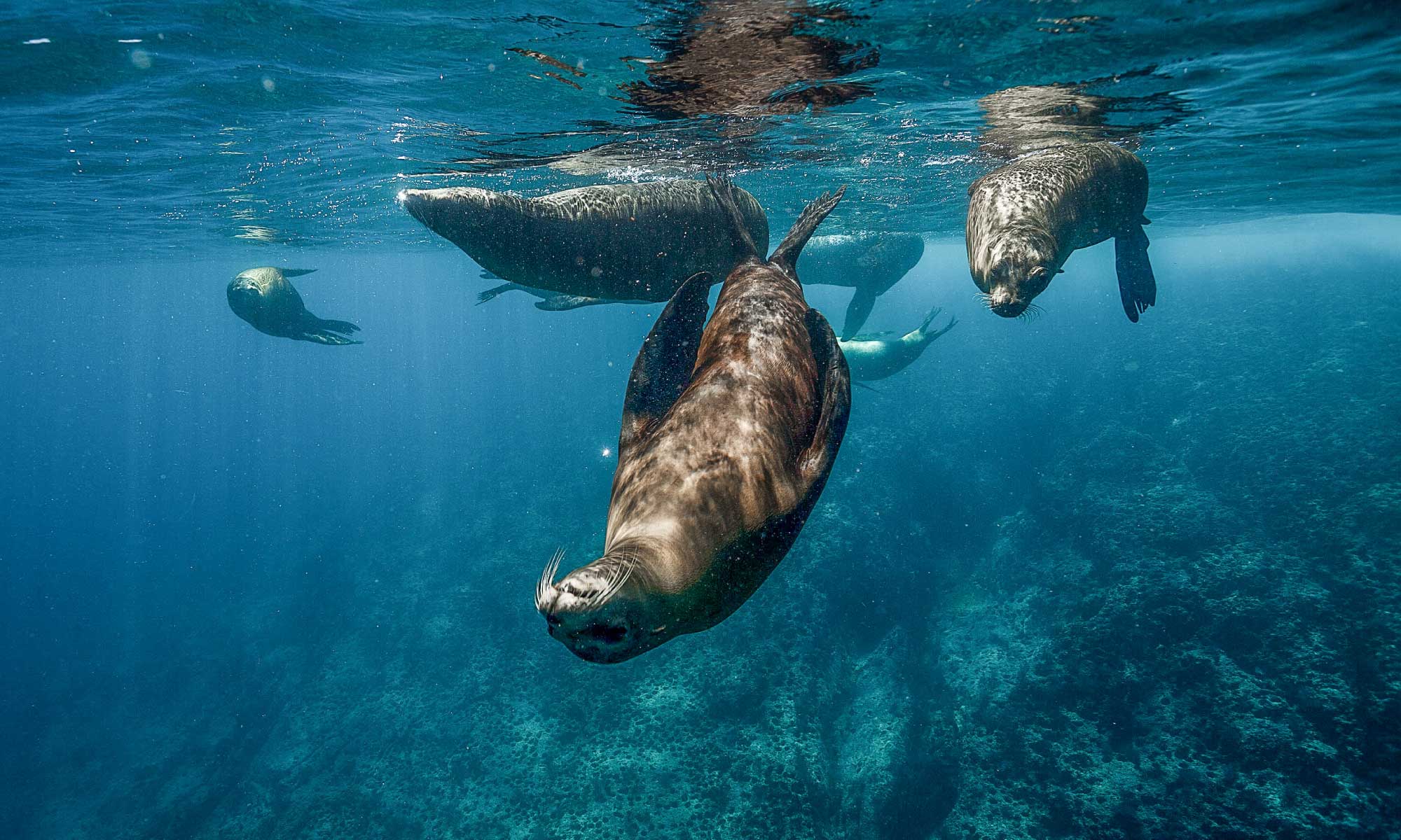 Sea Lions