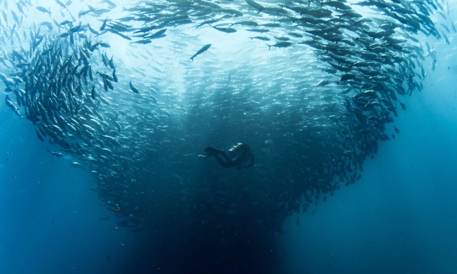 Sea of Cortez Nautilus Liveaboards Diving Mexico