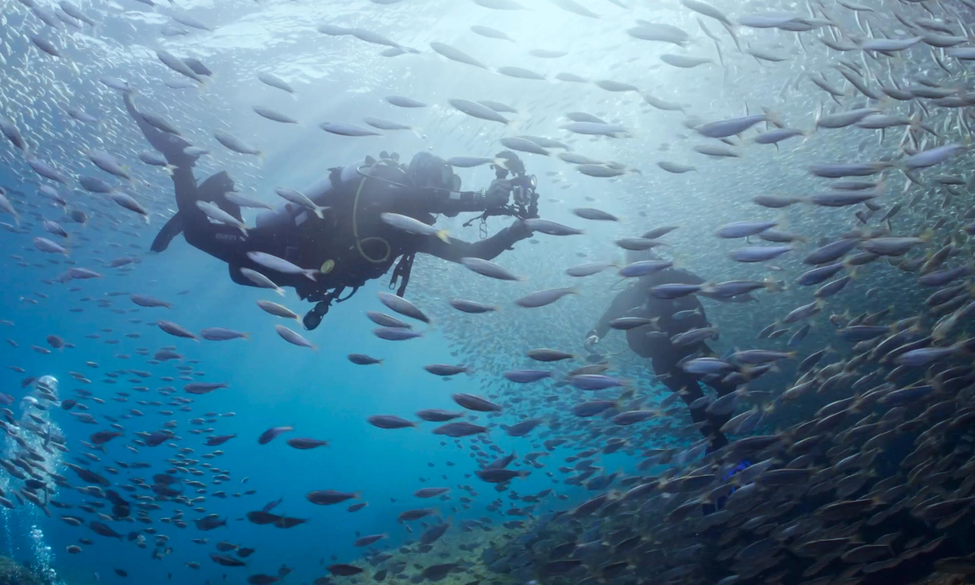 Sea of Cortez Tours: Diving with Tornado fish