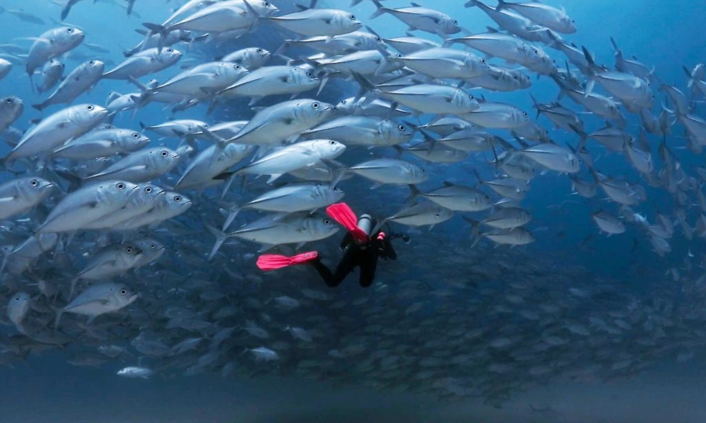 Sea of Cortez: Tornado fish dive
