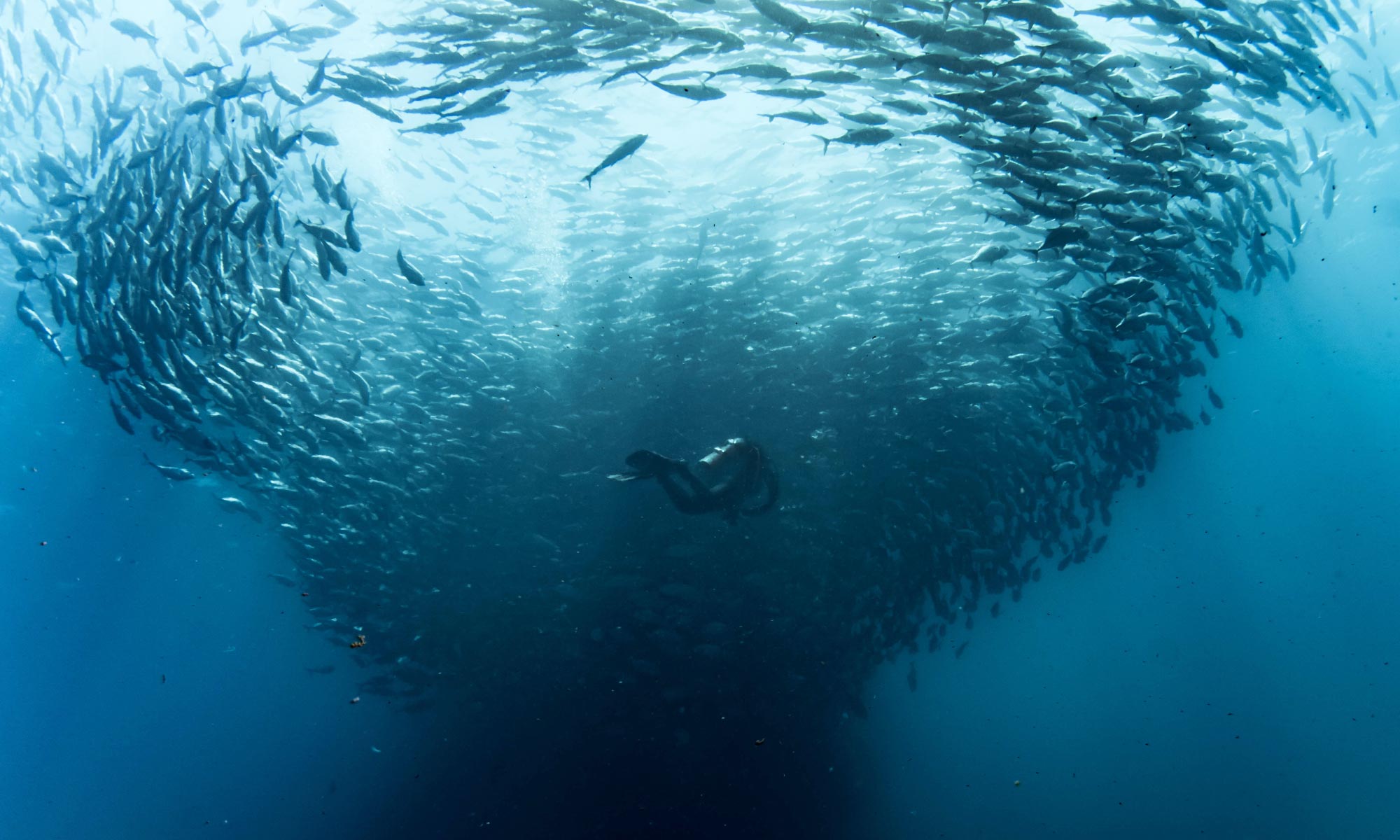 Sea of Cortez Tours: Diving with Tornado fish