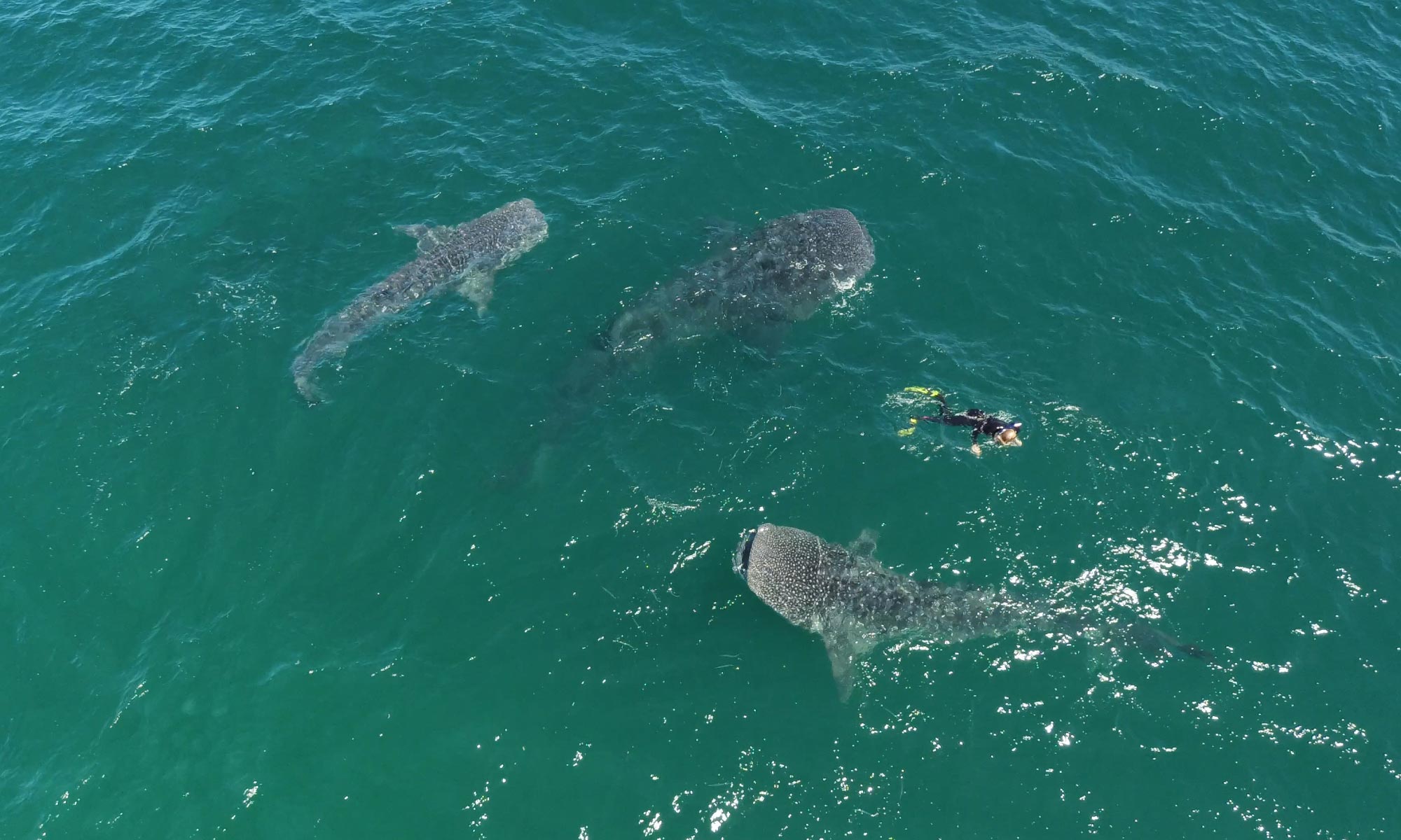 Ultimate Whale Sharks Swimming