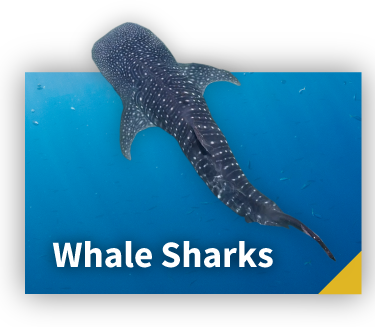 Ultimate Whale Sharks