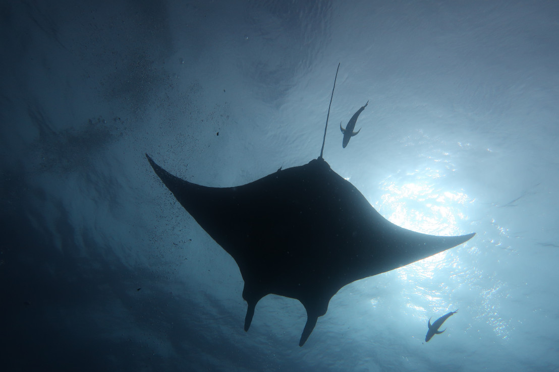 Remarkable Experience – Diving off Archipelago Revillagigo
