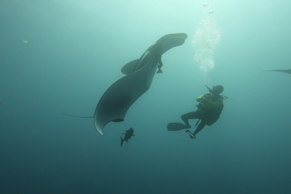Underwater Adventure in Roca Partida, Socorro Islands