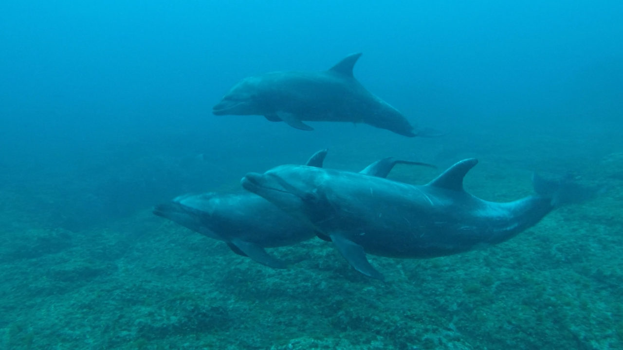 Diving off Clarion Island An Amazing Experience
