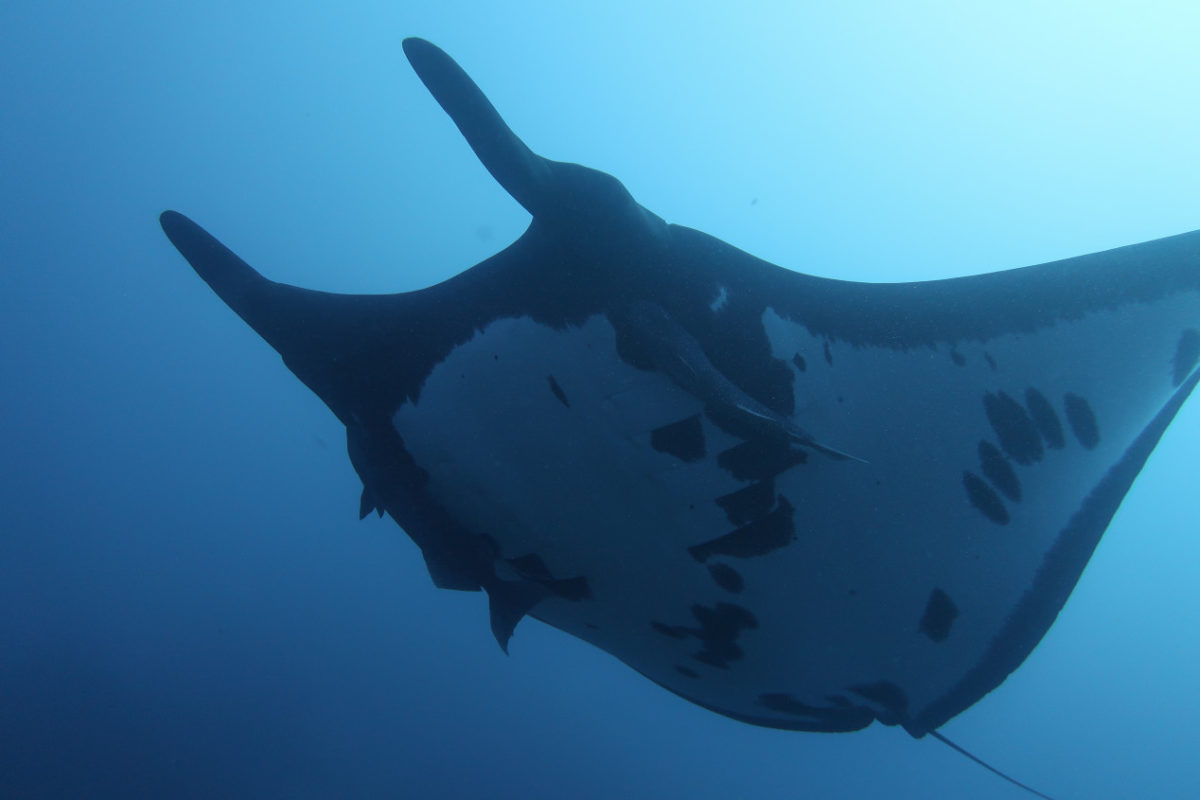 Socorro Island Diving – An Unforgettable Experience