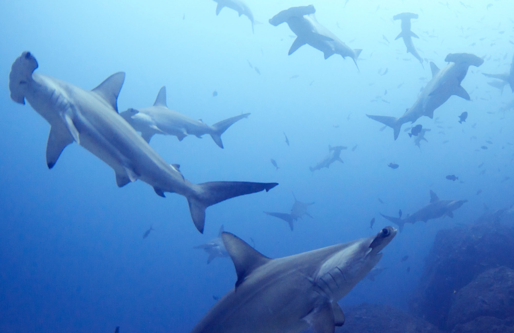 Cocos – Island of the Sharks