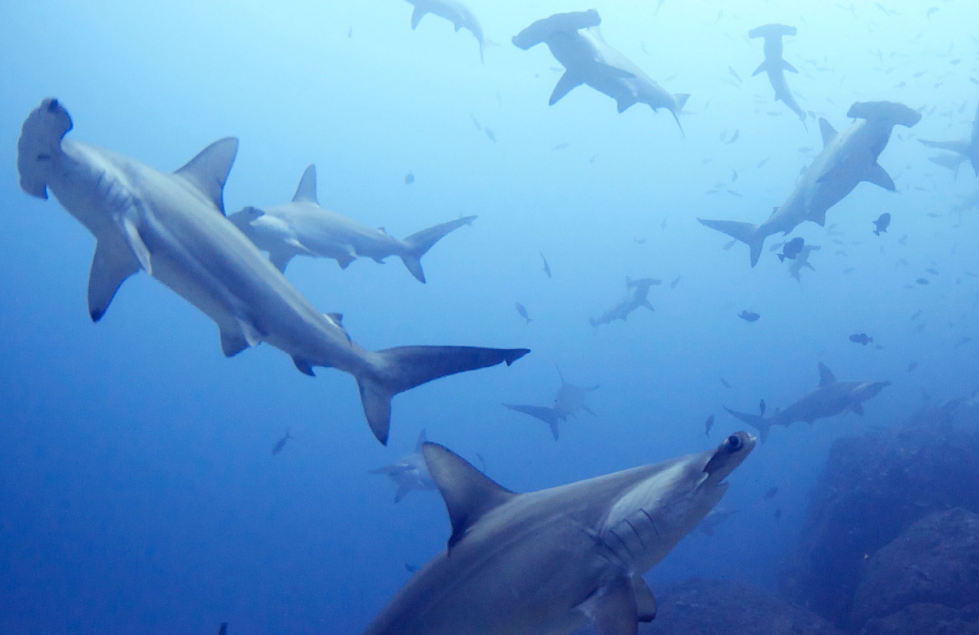 Cocos Island Hammerhead