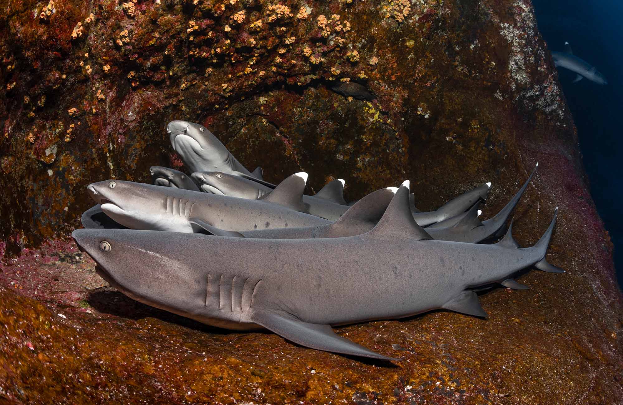 Cocos Island - White Tip Sharks