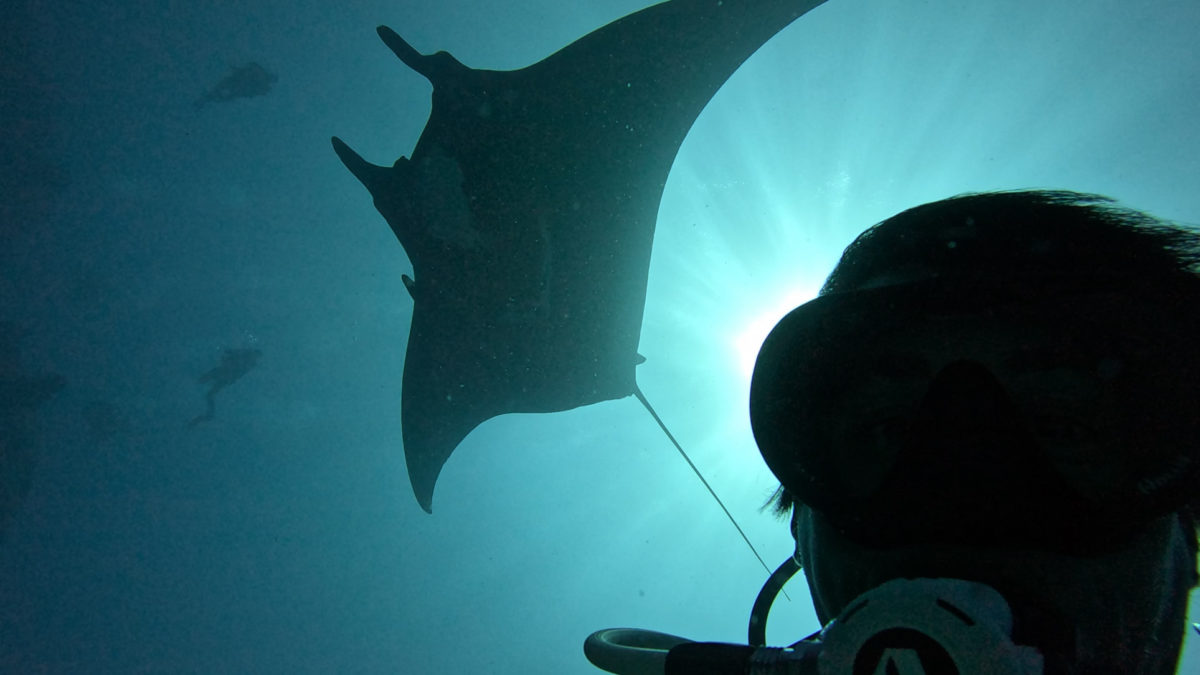 Amazing Diving Experiences – A Lifetime of Memories