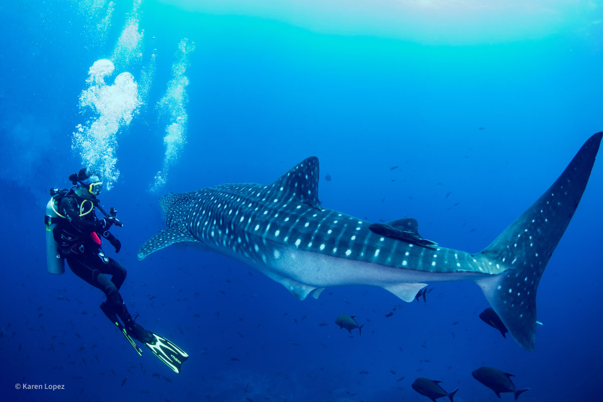 20ft whale shark with 4 juveniles!