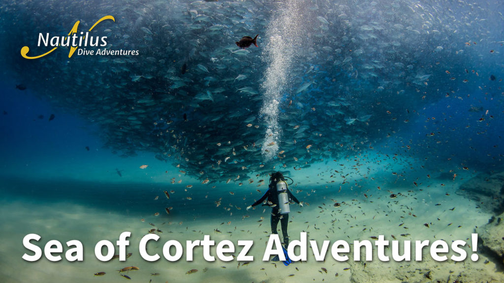 sea-of-cortez-adventures