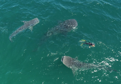 Ultimate Whale sharks