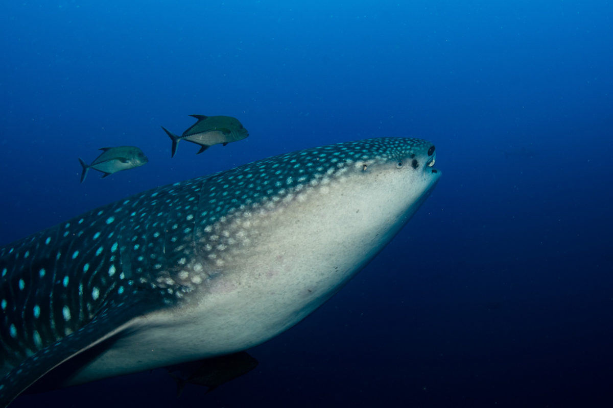 Guest Mike’s Incredible Experience with Whale Sharks