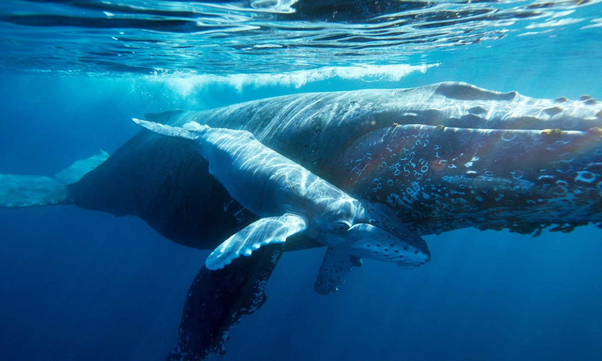 February is The Month of Humpbacks Here at Socorro!